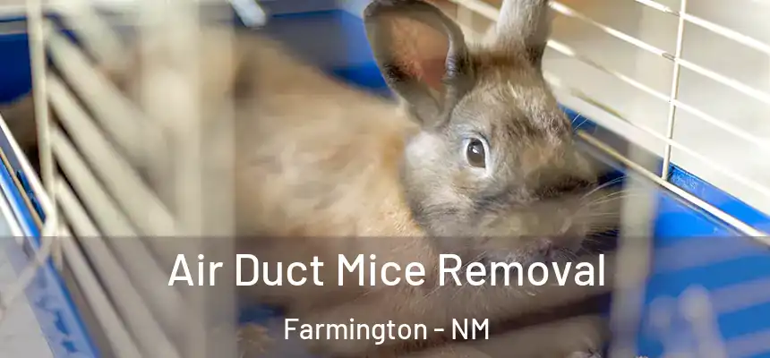 Air Duct Mice Removal Farmington - NM